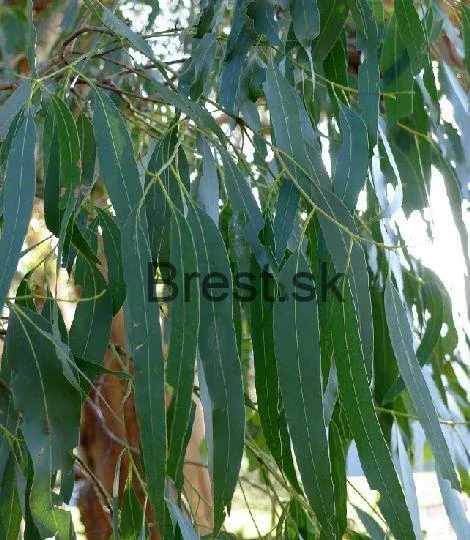 Eucalyptus camaldulensis